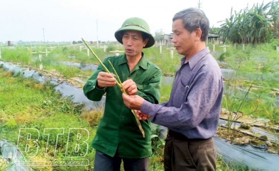 Làm giàu từ trồng măng tây