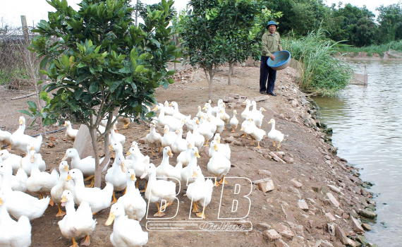 Cựu chiến binh Tô Viết Quynh trên trận tuyến mới